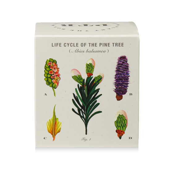 Rustic Pine Candle