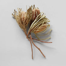  Set of 3 Dried Natural Banksia